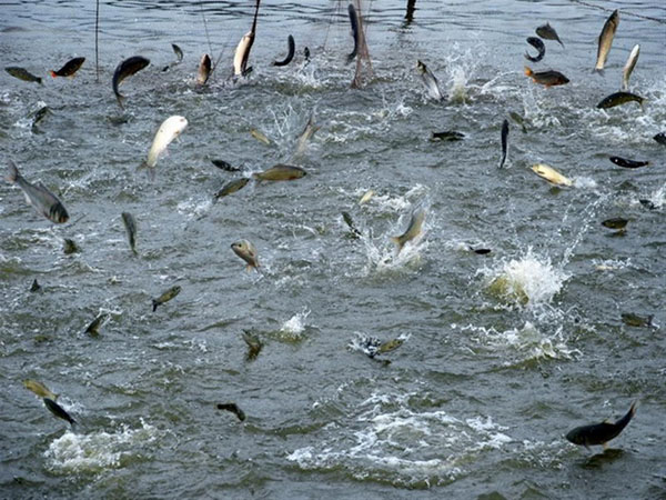 大型水產(chǎn)養(yǎng)殖需要什么機械設備？